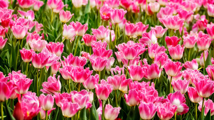 Beautiful tulips flower in tulip field at winter or spring day