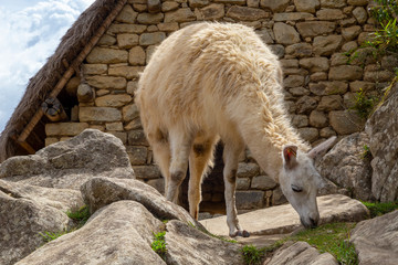 Machu Picchu, Peru - llama in ruins