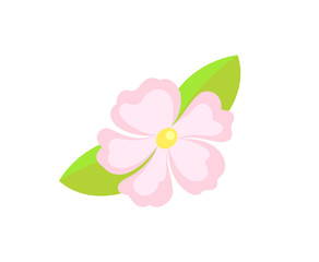 Frangipani and hibiscus, Hawaiian summer flower vector. Seasonal exotic plant, spa symbol, wild plumeria or jasmine with leaves isolated nature object