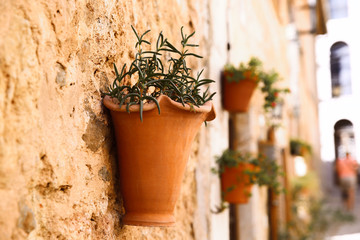 Fototapeta na wymiar Blumenschmuck an Hausfassade in Valldemossa, Mallorca