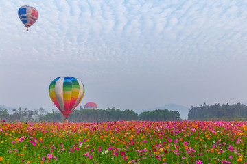 Fototapeta premium hot air balloons flying over Flower field with sunrise at Chiang Rai Province, Thailand