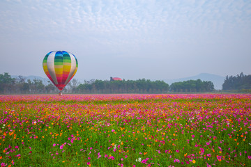 hot air balloons flying over Flower field with sunrise at Chiang Rai Province, Thailand