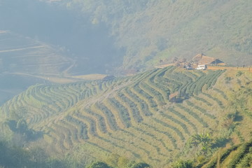 Fototapeta premium Mountain view misty morning of Rai Cha 2000 Tea Plantation Terrace on green hill around with soft mist with green mountain background, Doi Ang Khang, Chiang Mai, northern of Thailand