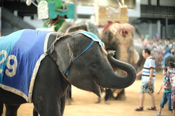 Fototapeta na wymiar elephant in the zoo 