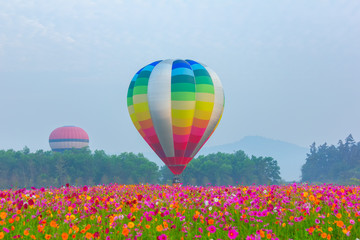 hot air balloons flying over Flower field with sunrise at Chiang Rai Province, Thailand