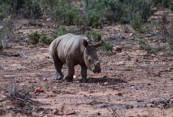 Curious and fearless baby rhino in wildlife reserve in South Africa