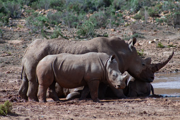 White rhinos in private reserve in South Africa