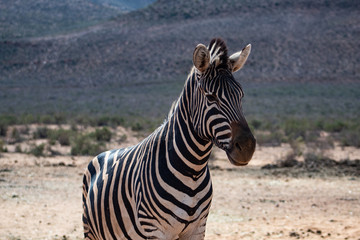 Fototapeta na wymiar Beautiful zebra in south african wildlife reserve