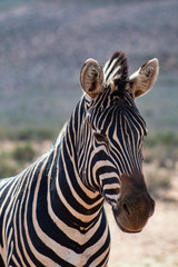 Fototapeta na wymiar Zebra head: wildlife protrait