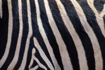 Fototapeta na wymiar Close up of real zebra stripes