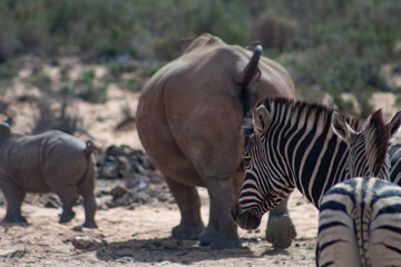 White rhinos and zebra roaming free in South Africa