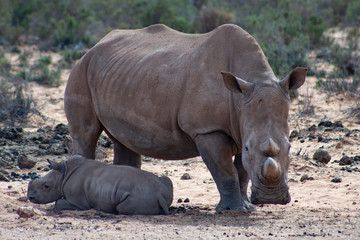 White rhino female and her baby. African wildlife