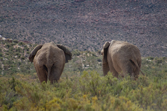 Cute couple of african elephants in safari park