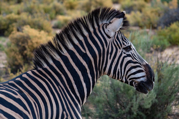 African zebra in safari reserve