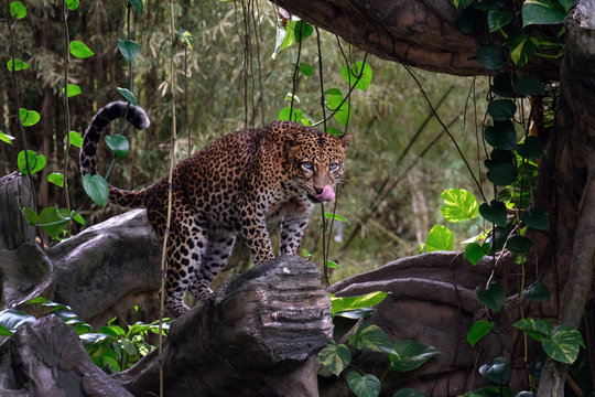 Leopard standing on wooden log in forest