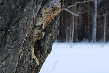Obraz premium Winter forest. Landscape.
