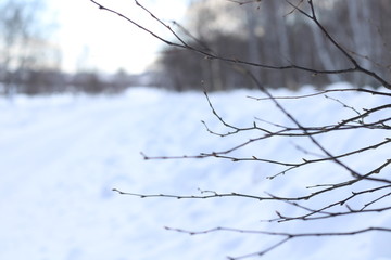 Fototapeta na wymiar Winter forest. Landscape.