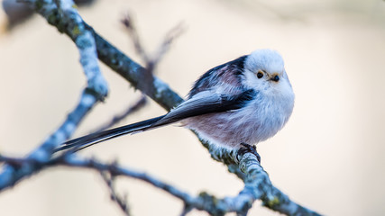 Long Tailed Tit perching on a twig