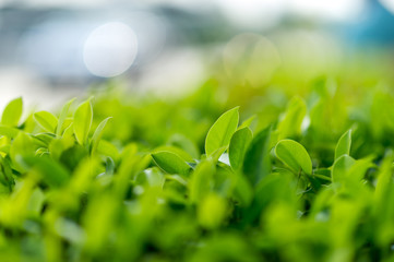 Top green tea leaves of soft tea leaves Nature travel ideas With copy space