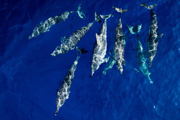Dolphins swimming in the dark blue sea