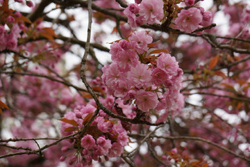 blooming tree in spring park