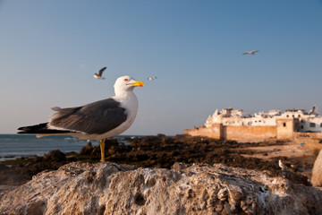 Seagull in front of the old Moroccan town of Essaouira