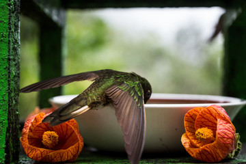 Hummingbird drinking with orange flowers