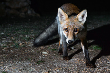 Curious fox at night in the parc nazional de gargano, italy
