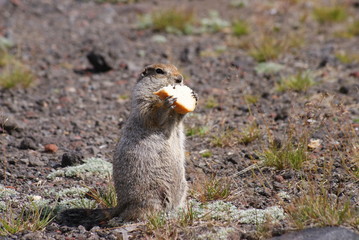 An arctic ground squirrel eating a piece of bread