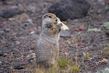An arctic ground squirrel eating a piece of bread