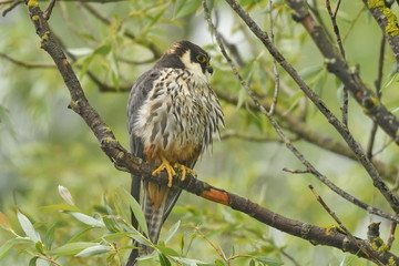 Hobby (Falco subbuteo) 
