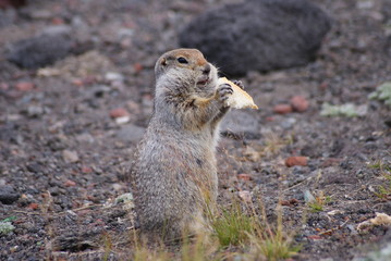 An arctic ground squirrel eating a piece of bread