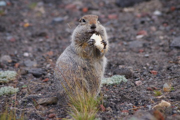 An arctic ground squirrel eating a piece of bread