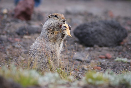 An arctic ground squirrel eating a piece of bread