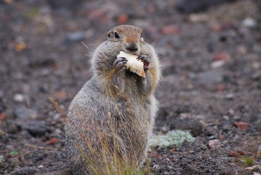An arctic ground squirrel eating a piece of bread