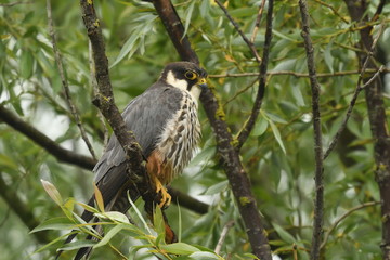 Hobby (Falco subbuteo) 