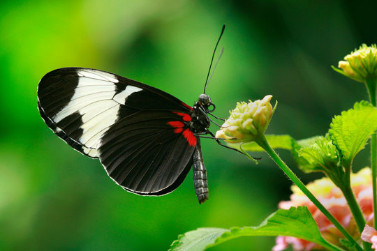 Butterfly on a plant, Canada