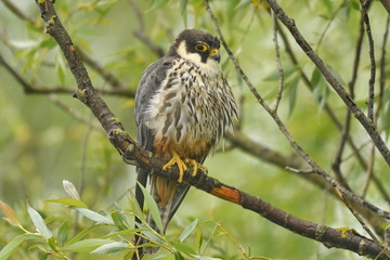 Hobby (Falco subbuteo) 