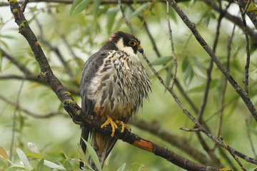 A hobby is a fairly small, very swift falcon with long, narrow wings. There are four birds called...