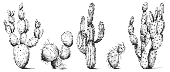 Foto op Canvas Vector set of cactus plants. Hand drawn illustration. Black and white sketch. © JeannaDraw