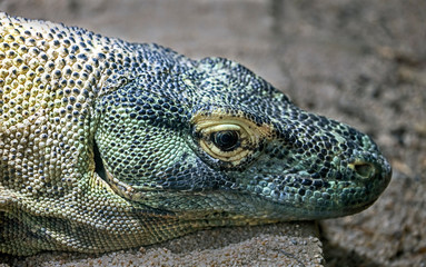 Komodo dragon's head. Latin name - Varanus komodoensis	