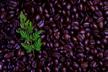 gtreen leaf on select coffee roasted beans background