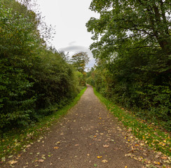 Naklejka premium Path in park