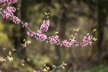 Eastern Redbud