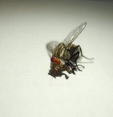 fly on a white background