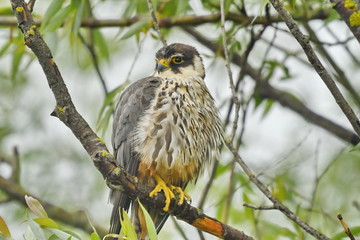 Hobby (Falco subbuteo) 