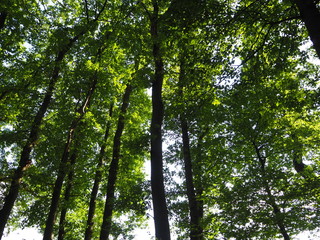 Baumkronen im Frühling