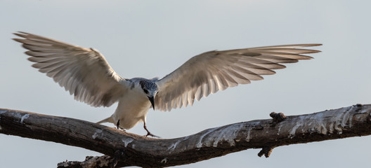 whiskered tern, chlidonias hybrida, landing	