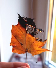 autumn leaves on black background