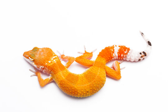 Portrait of a Leopard Gecko, Indonesia